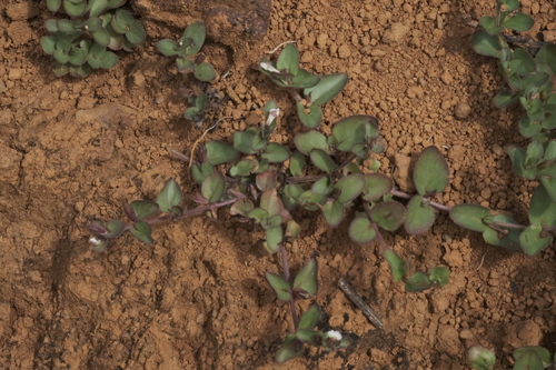 Vandellia diffusa, photograph 5