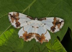 Eversmannia exornata