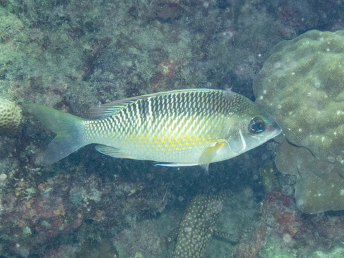 Barned-face spine-cheek (Scolopsis margaritifera) — Nemipteridae — 5