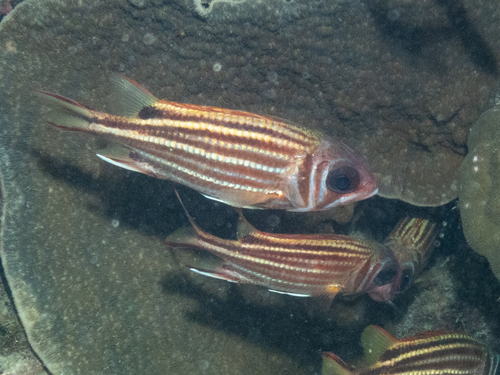 Dark-striped squirrelfish (Sargocentron praslin) — Holocentridae — 5