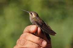 Lampornis amethystinus