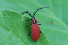 Dictyoptera