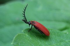 Dictyoptera