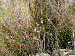 Dianthus thunbergii