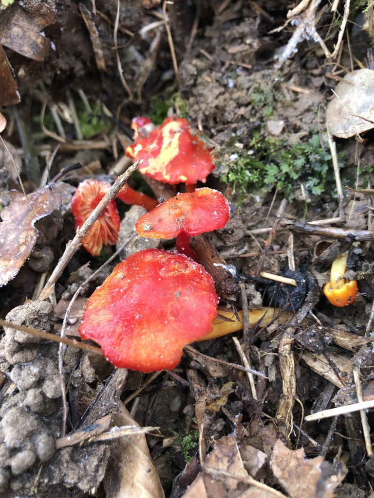 Hygrocybe coccinea · December 2025 · photo: © gerardbertrand (iNaturalist, cc-by)
