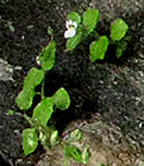 Nemesia deflexa