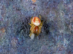 Araniella villanii