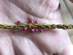 Erica globulifera
