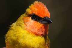 Piranga erythrocephala