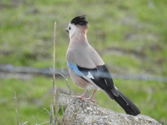 Garrulus glandarius atricapillus