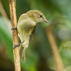 Gerygone magnirostris