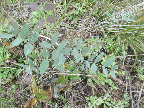 low vetchling (Lathyrus humilis)