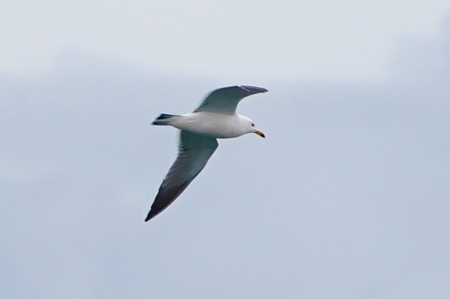 Black-tailed Gull｜黑尾鸥 参考照片