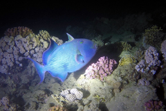 Pseudobalistes fuscus