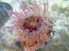 Anthopleura rosea