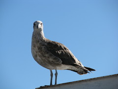 Larus dominicanus
