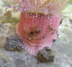 Anthopleura rosea