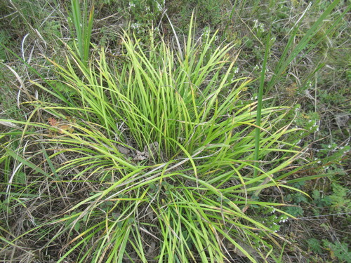 Pilgrim Iris (Iris ruthenica)