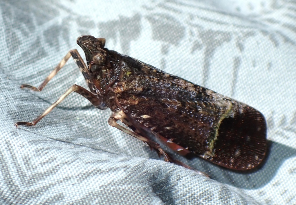 Artacie dufourii