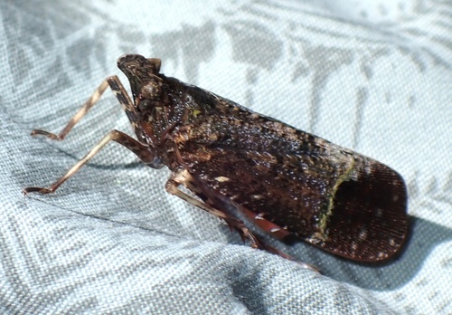 Artacie dufourii