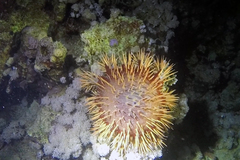 Acanthaster