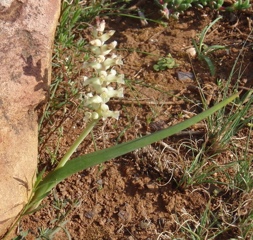 Image of Lachenalia canaliculata by (c) Nicola van Berkel, some rights reserved (CC BY-SA)