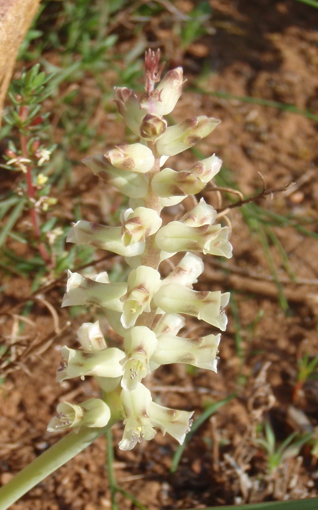 Lachenalia canaliculata