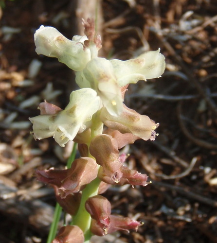 Image of Lachenalia canaliculata by (c) Nicola van Berkel, some rights reserved (CC BY-SA)
