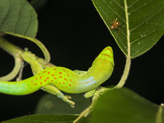 Pasteur's Day Gecko photo 2