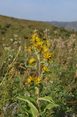 Inula