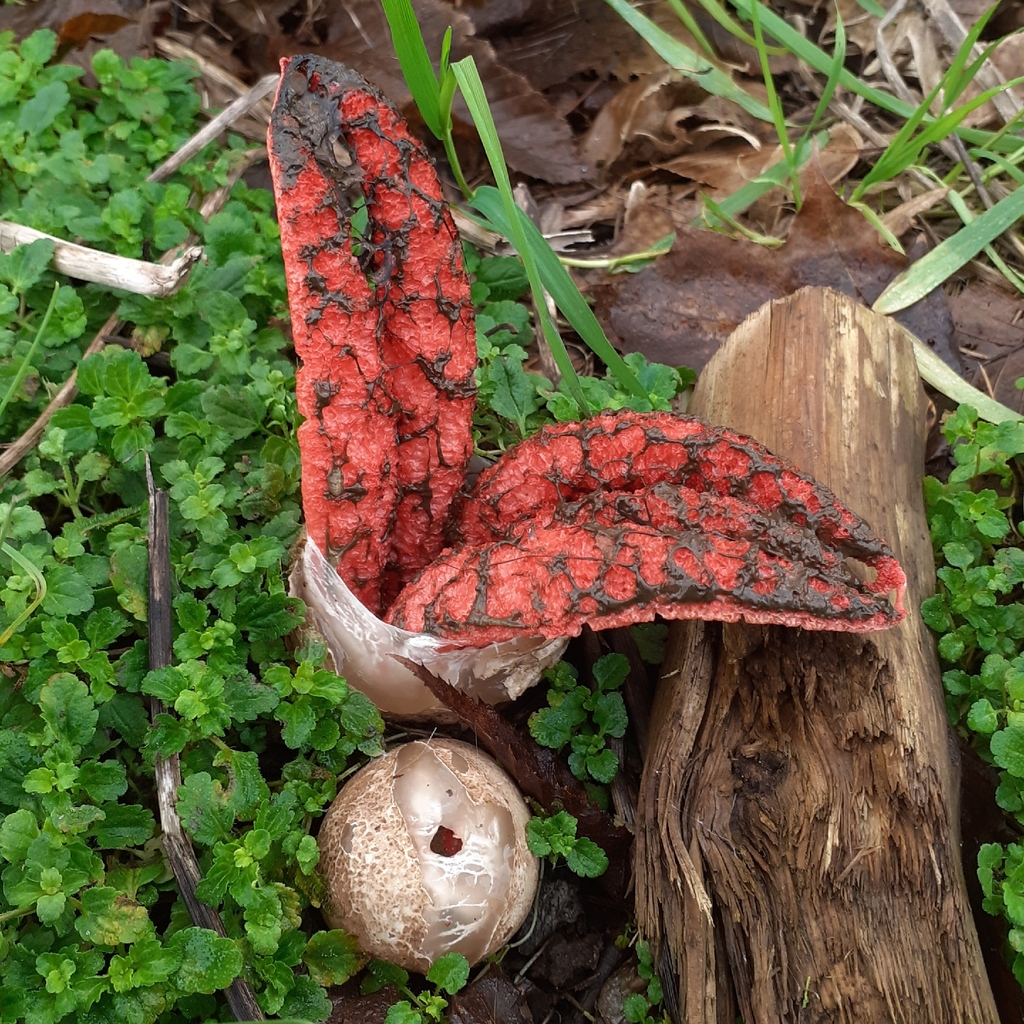 Clathrus archeri · December 2025 · photo: © bogsuckers (iNaturalist, cc-by)