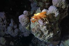Camposcia retusa