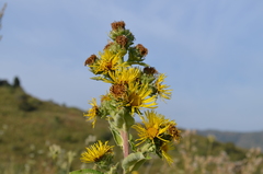 Inula