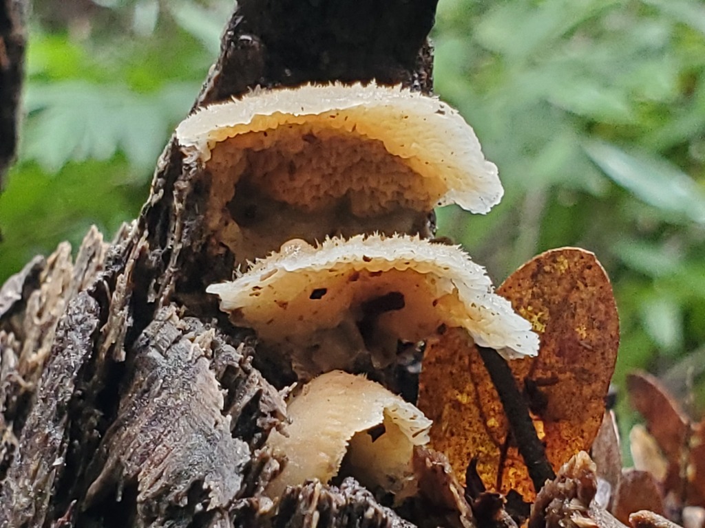 Merulius tremellosus · December 2025 · photo: © arlenedevitt (iNaturalist, cc-by)