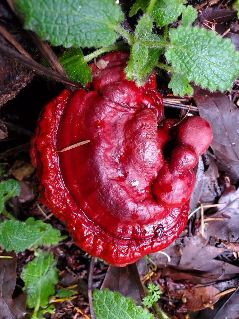 Ganoderma oregonense
