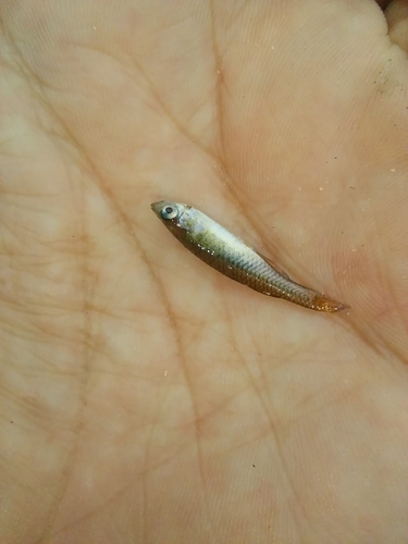 Arnhem land blue-eye (Pseudomugil tenellus) — Pseudomugilidae — 2