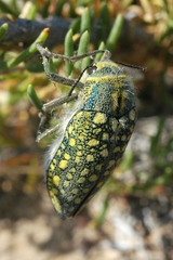 Julodis variolaris