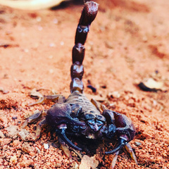 Urodacus hoplurus