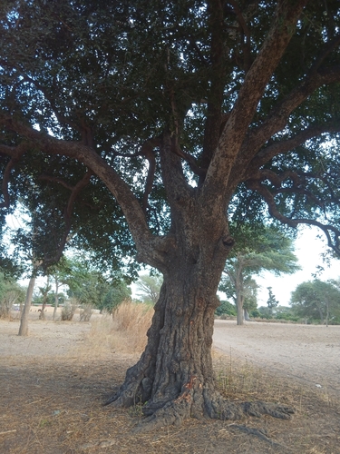jackalberry