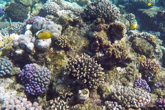 Chaetodon austriacus