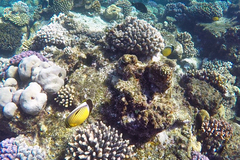 Chaetodon austriacus