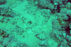 Papilloculiceps longiceps