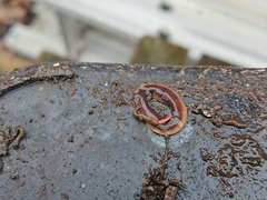 Arthurdendyus triangulatus