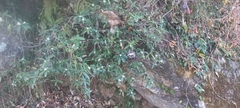 Daphne papyracea