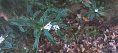 Daphne papyracea, photograph (c) Ramnarayan K, some rights reserved (CC BY)