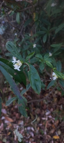Daphne papyracea, photograph 2
