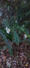 Daphne papyracea, photograph (c) Ramnarayan K, some rights reserved (CC BY)