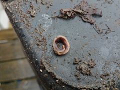 Arthurdendyus triangulatus