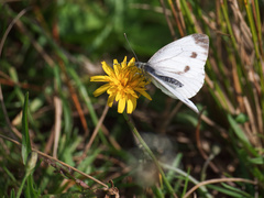 Pieris napi