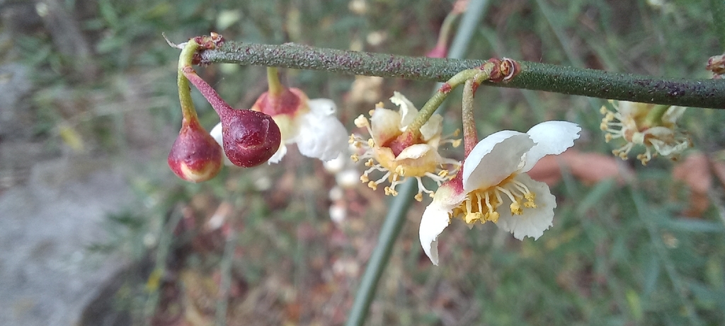 Prinsepia utilis; photograph (c) Ramnarayan K, some rights reserved (CC BY)